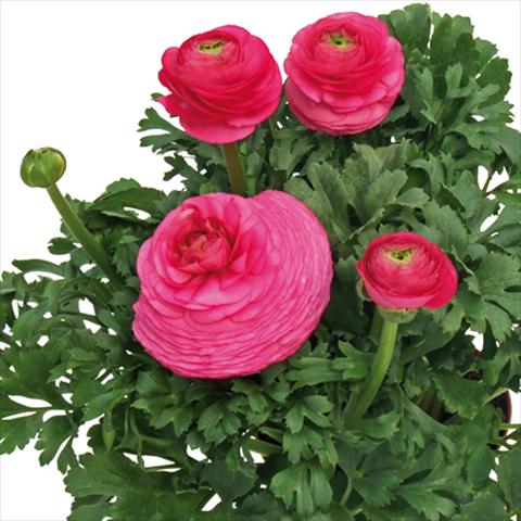 photo of flower to be used as: Cutflower Ranunculus asiaticus Millepetali® Rosa scuro