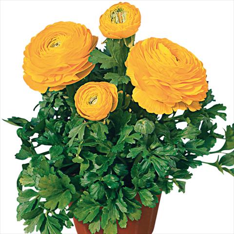 Foto fiore da  Reciso Ranunculus asiaticus Pratolino® Giallo