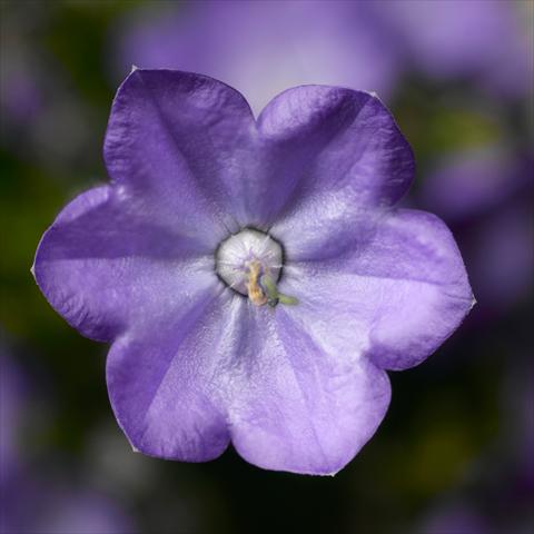 photo of flower to be used as: Pot, bedding, patio Campanula Beyond
