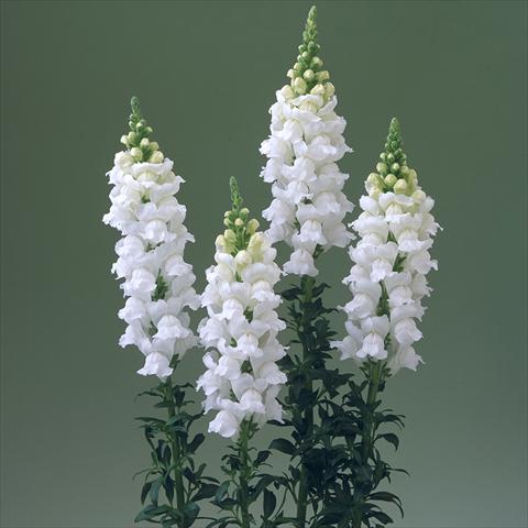 Foto fiore da  Vaso e aiola Antirrhinum majus F1 Legend White