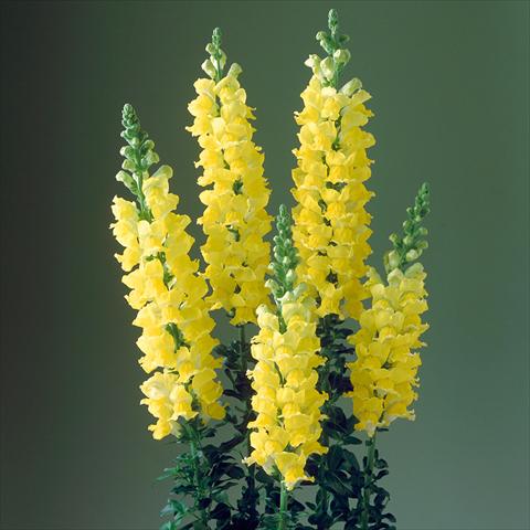 Foto fiore da  Vaso e aiola Antirrhinum majus F1 Legend Yellow