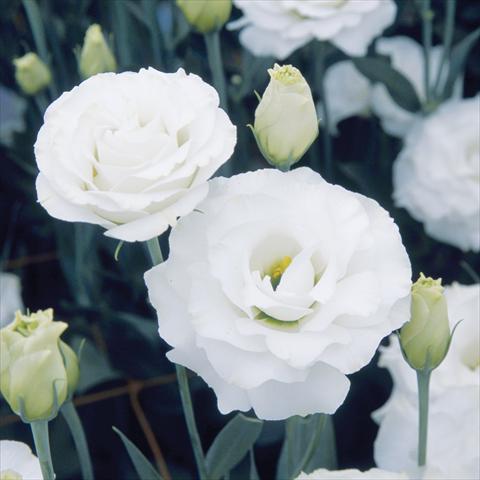 Foto fiore da  Reciso Lisianthus (Eustoma grandiflorum) Croma Silky White