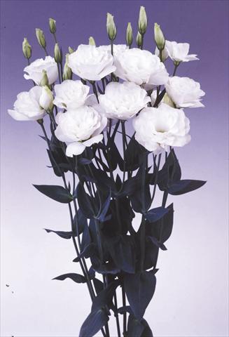 photo of flower to be used as: Cutflower Lisianthus (Eustoma grandiflorum) Borealis White