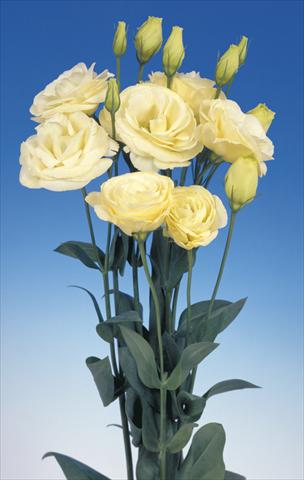 photo of flower to be used as: Cutflower Lisianthus (Eustoma grandiflorum) Mariachi Yellow