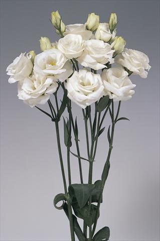 Foto fiore da  Reciso Lisianthus (Eustoma grandiflorum) Lisi Rosita White