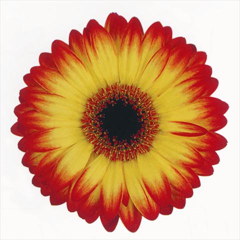 photo of flower to be used as: Cutflower Gerbera jamesonii Graffiti