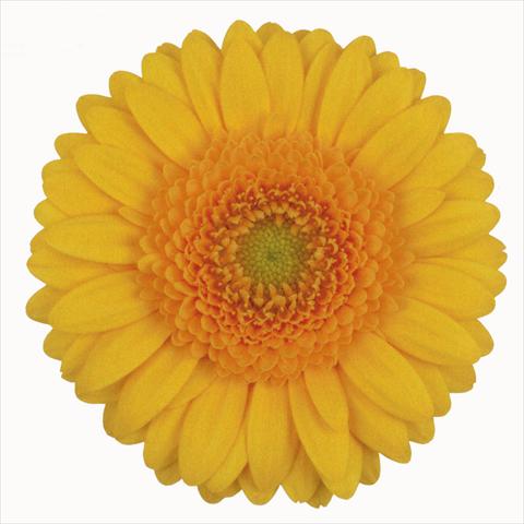 photo of flower to be used as: Cutflower Gerbera jamesonii Mai Tai
