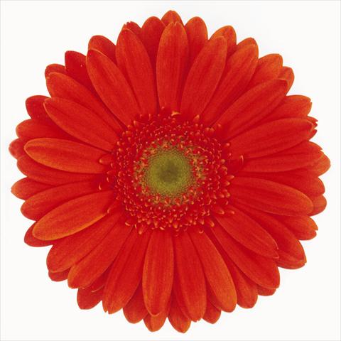 photo of flower to be used as: Cutflower Gerbera jamesonii Dawn