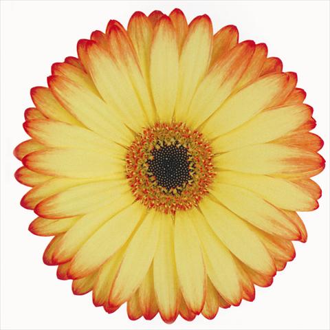 photo of flower to be used as: Cutflower Gerbera jamesonii Woodstock