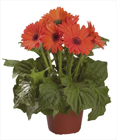 photo of flower to be used as: Cutflower Gerbera jamesonii Festival Orange F1