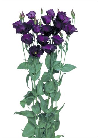 Foto fiore da  Reciso Lisianthus (Eustoma grandiflorum) Flamenco Purple