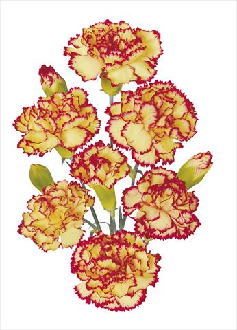 Foto fiore da  Reciso Dianthus caryophyllus Erg