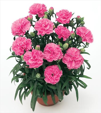 photo of flower to be used as: Pot and bedding Dianthus caryophyllus Diogenes