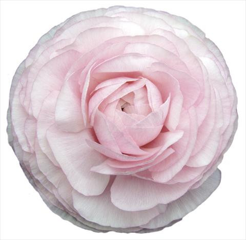 Foto fiore da  Reciso Ranunculus asiaticus Elegance® Clair Matin