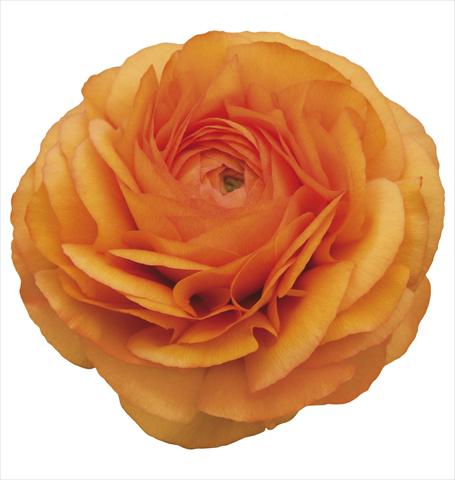 photo of flower to be used as: Cutflower Ranunculus asiaticus Elegance® Clementine 03-08