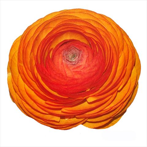 photo of flower to be used as: Cutflower Ranunculus asiaticus Elegance® Clementine 115