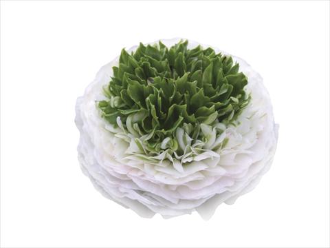 Foto fiore da  Reciso Ranunculus asiaticus Elegance® Festival® Bianco