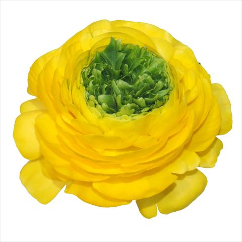 Foto fiore da  Reciso Ranunculus asiaticus Elegance® Festival® Giallo centro verde