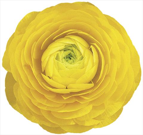 Foto fiore da  Reciso Ranunculus asiaticus Elegance® Giallo 99-1
