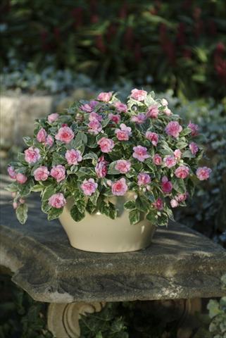 photo of flower to be used as: Pot, bedding, patio, basket Impatiens walleriana Fiesta Pink Frost