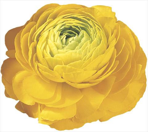 photo of flower to be used as: Cutflower Ranunculus asiaticus Success® Juny