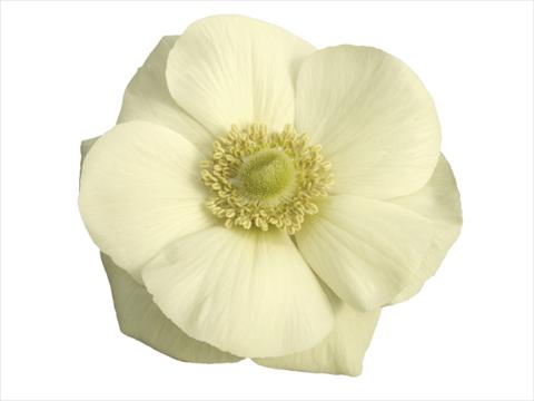 photo of flower to be used as: Pot and bedding Anemone coronaria L. Mistral Plus® Bianco
