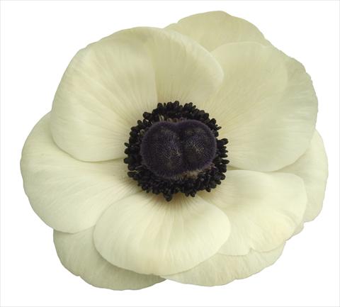 Foto fiore da  Vaso e aiola Anemone coronaria L. Mistral Plus® Bianco centro nero