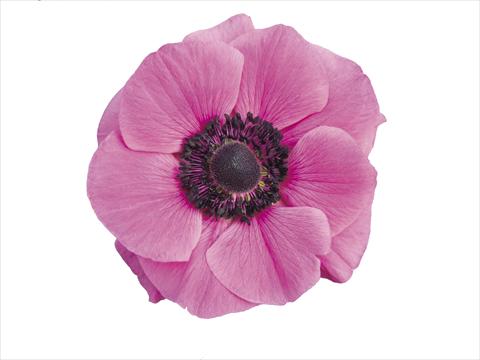 photo of flower to be used as: Pot and bedding Anemone coronaria L. Mistral Plus® Fucsia