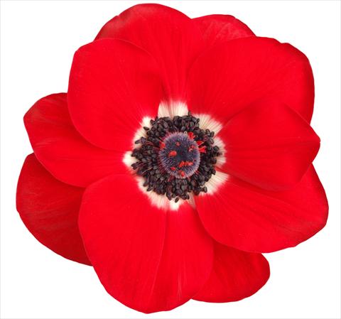 Foto fiore da  Reciso Anemone coronaria L. Mistral Plus® Rosso
