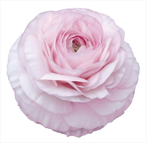 Foto fiore da  Reciso Ranunculus asiaticus Elegance® Rosa Chiaro 129-03