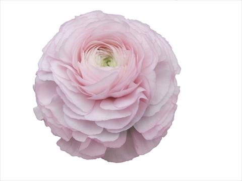 Foto fiore da  Reciso Ranunculus asiaticus Elegance® Rosa Chiaro 81-99