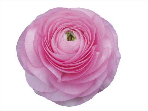 photo of flower to be used as: Cutflower Ranunculus asiaticus Elegance® Rosa Scuro 202-03