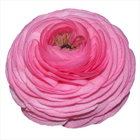 Foto fiore da  Reciso Ranunculus asiaticus Elegance® Rosa Scuro 38-98
