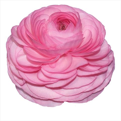 photo of flower to be used as: Cutflower Ranunculus asiaticus Elegance® Rosa Scuro 83