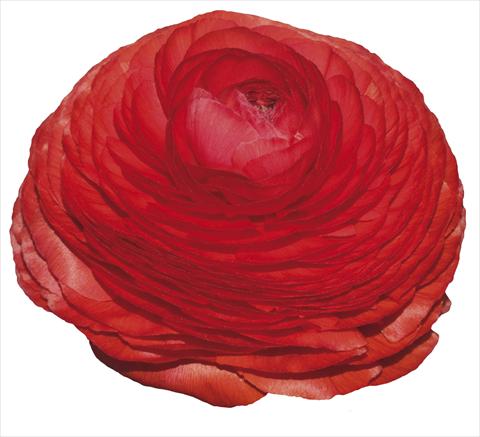 Foto fiore da  Reciso Ranunculus asiaticus Elegance® Rosso 197-01