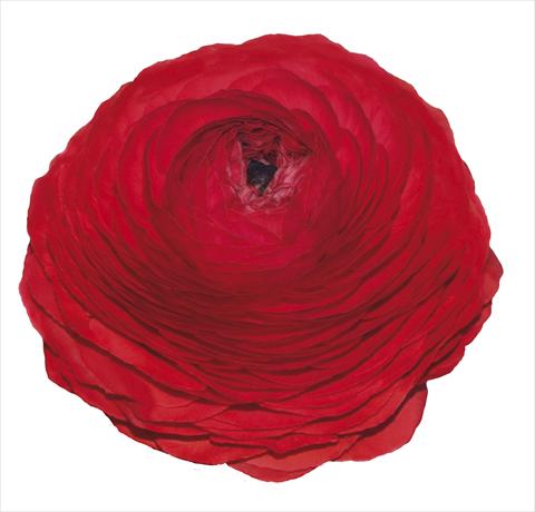 Foto fiore da  Reciso Ranunculus asiaticus Elegance® Rosso 99-5