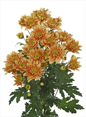Foto fiore da  Reciso Chrysanthemum Milano Bronze