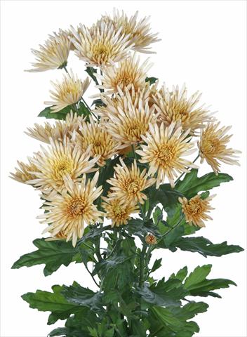 Foto fiore da  Reciso Chrysanthemum Anastasia Bronze