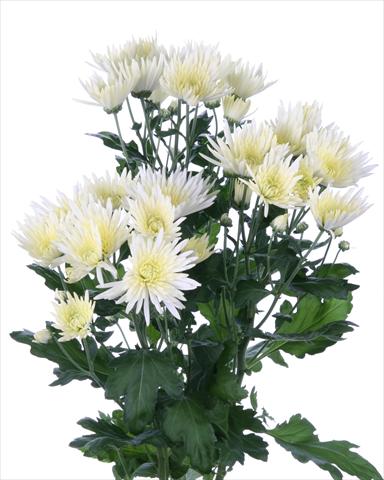 Foto fiore da  Reciso Chrysanthemum Anastasia Cream