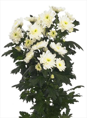 Foto fiore da  Reciso Chrysanthemum Zembla