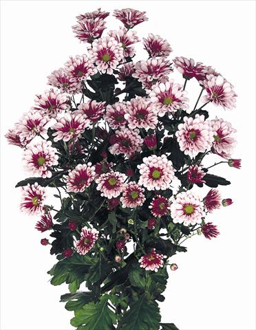 Foto fiore da  Reciso Chrysanthemum Biarritz