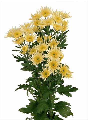 Foto fiore da  Reciso Chrysanthemum Delianne Yellow
