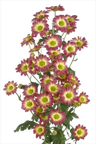 Foto fiore da  Reciso Chrysanthemum Vulcano