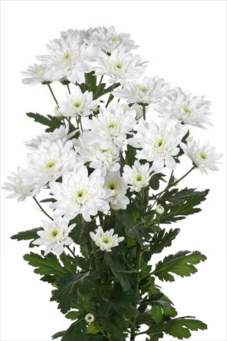 Foto fiore da  Reciso Chrysanthemum Baltica