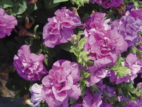 photo of flower to be used as: Pot, bedding, patio, basket Petunia pendula Viva Double Purple