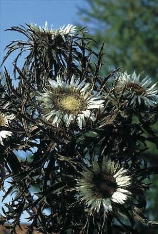 photo of flower to be used as: Bedding / border plant Carlina acaulis Bronze