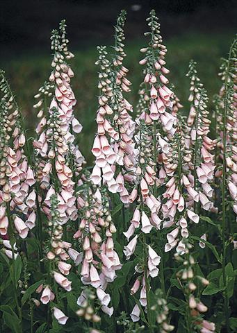 photo of flower to be used as: Bedding / border plant Digitalis purpurea Apricot