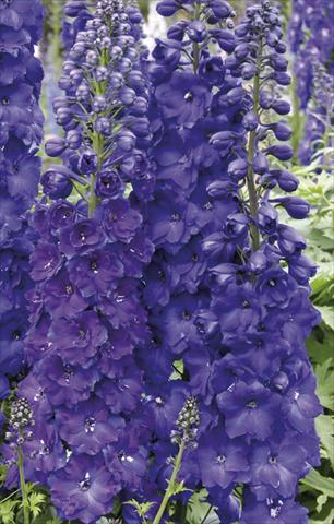Foto fiore da  Aiuola e/o bordura Delphinium elatum New Millennium Series Pagan Purples