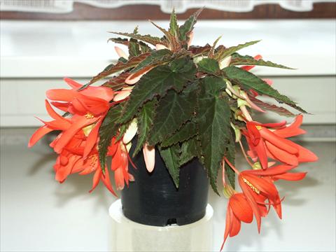 photo of flower to be used as: Bedding / border plant Begonia boliviensis Salmon Sparkler