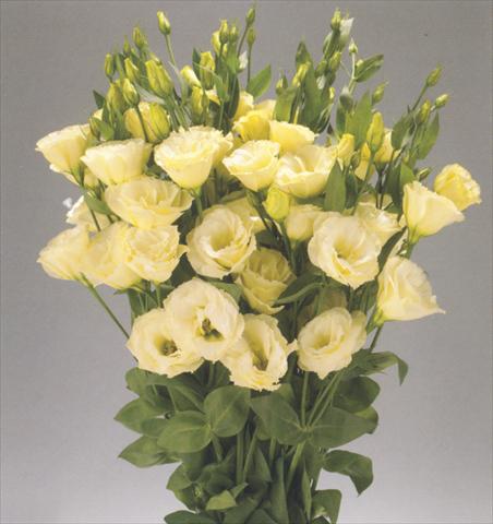 Foto fiore da  Reciso Lisianthus (Eustoma rusellianum) Advantage Yellow